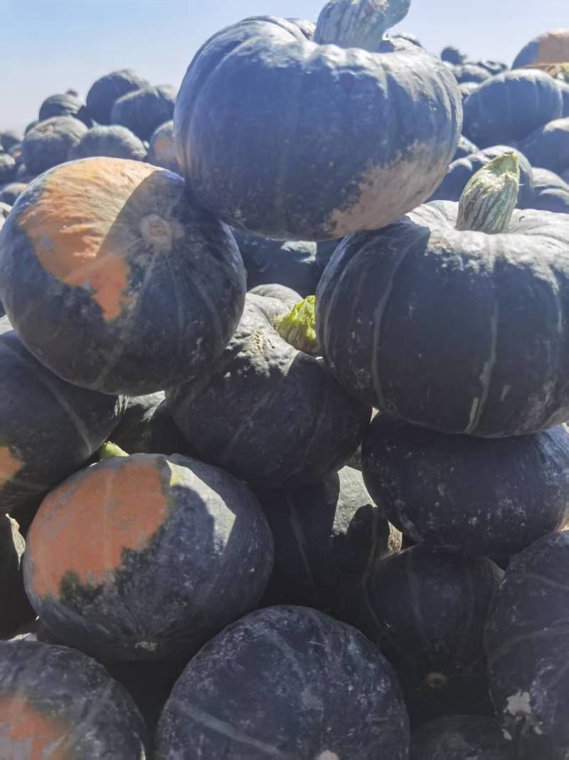 【基地直供】精品贝贝南瓜有机认证粉糯板栗味
