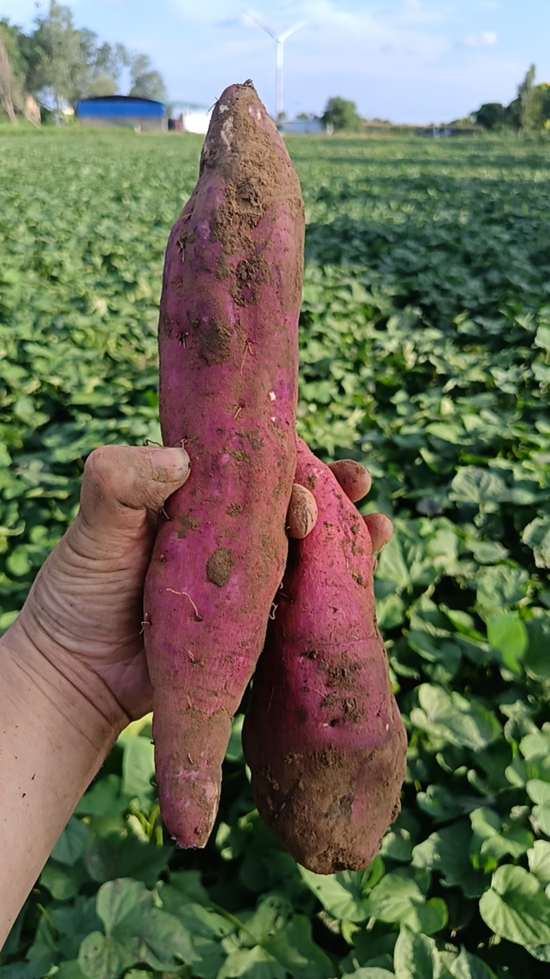 商署19上市条形细直表皮干净口感软糯署面干净按需分拣满意为止