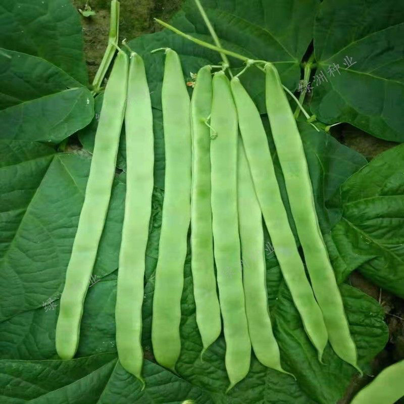 云南保山扁豆/产区直发/货源充足/大量有货