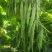 云南保山四季豆/四季豆/白芸豆/无筋豆