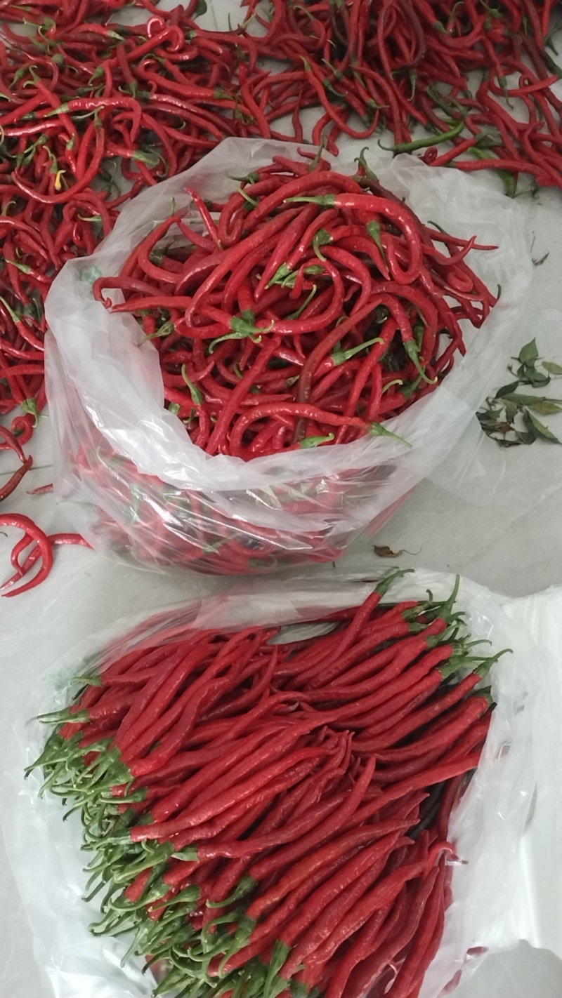 线椒批发线椒团购线椒代发青椒批发红线椒湘研系列