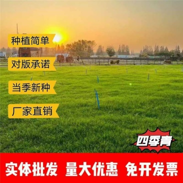 草坪四季青草籽四季常青耐寒耐旱耐践踏护坡庭院别墅都适合