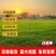 草坪四季青草籽四季常青耐寒耐旱耐践踏护坡庭院别墅都适合