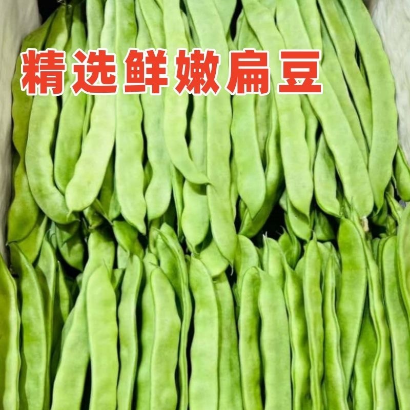 云南高山扁豆/产区直发/货源充足/欢迎选购