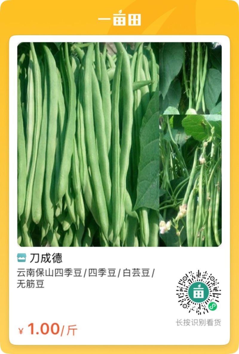 云南高山扁豆/产区直发/货源充足/欢迎选购