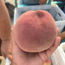 绿化九桃，六两起步，颜色口感特别好