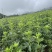 附子香附