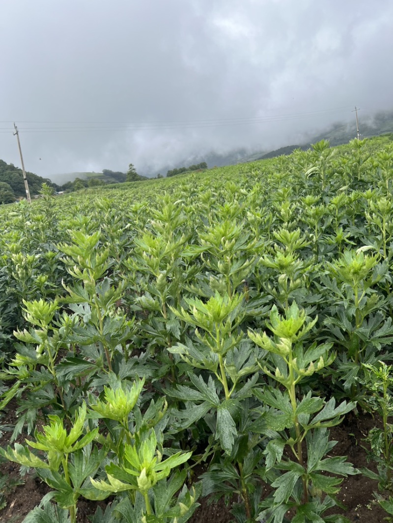 附子香附