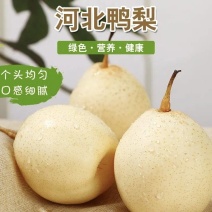 河北鸭梨大量有货基地直供可视频看过货欢迎咨询来电