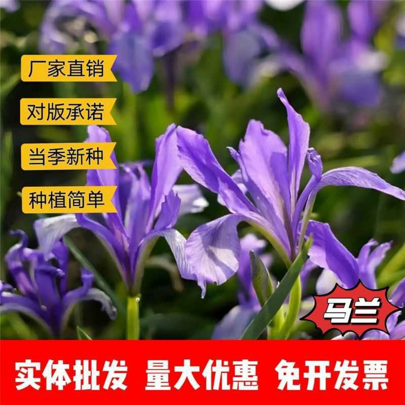 马兰花种子厂家资源一手货源批发品质保证价格便宜欢迎联系