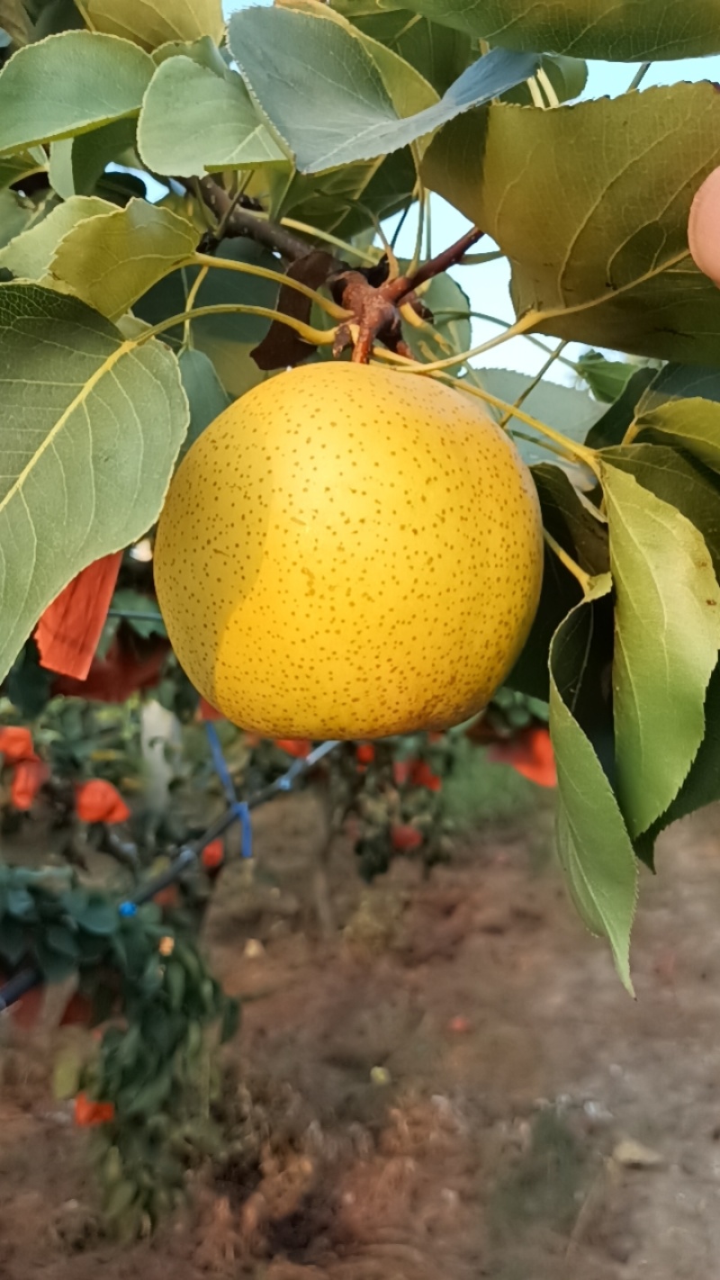 孟津梨