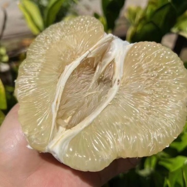 傣柚东试早青柚皮薄肉厚多汁整车发货一件代发