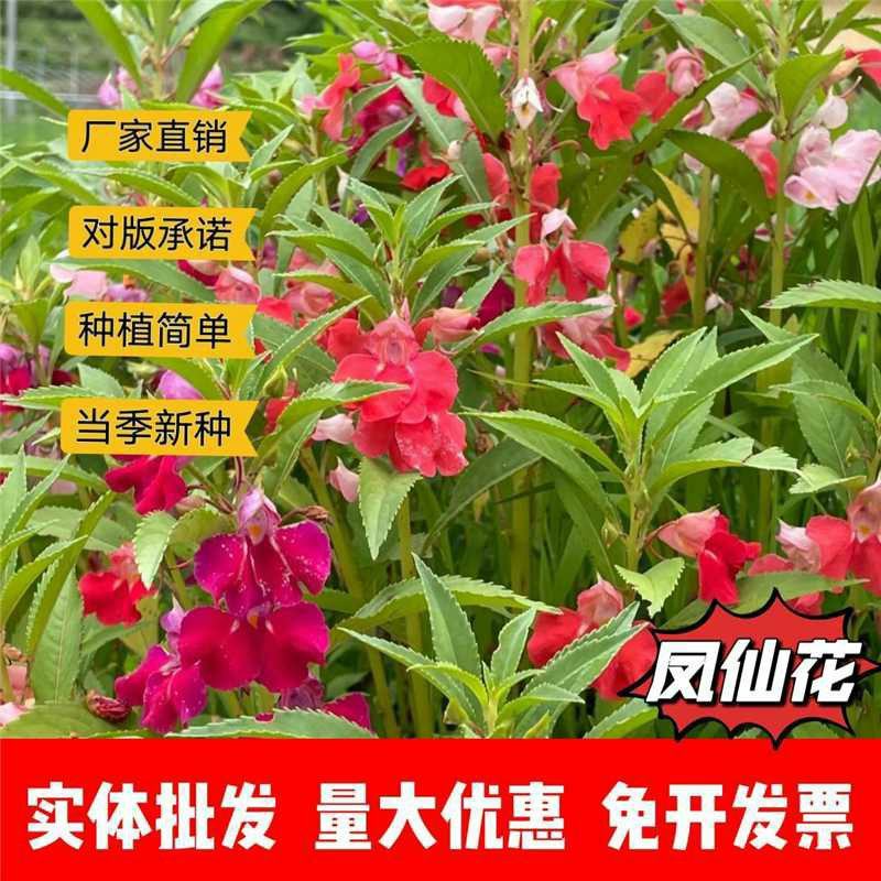 凤仙花种子厂家一手货源批发品质保证价格便宜欢迎联系合作