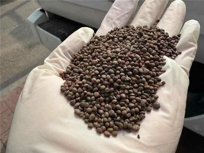 凤仙花种子厂家一手货源批发品质保证价格便宜欢迎联系合作