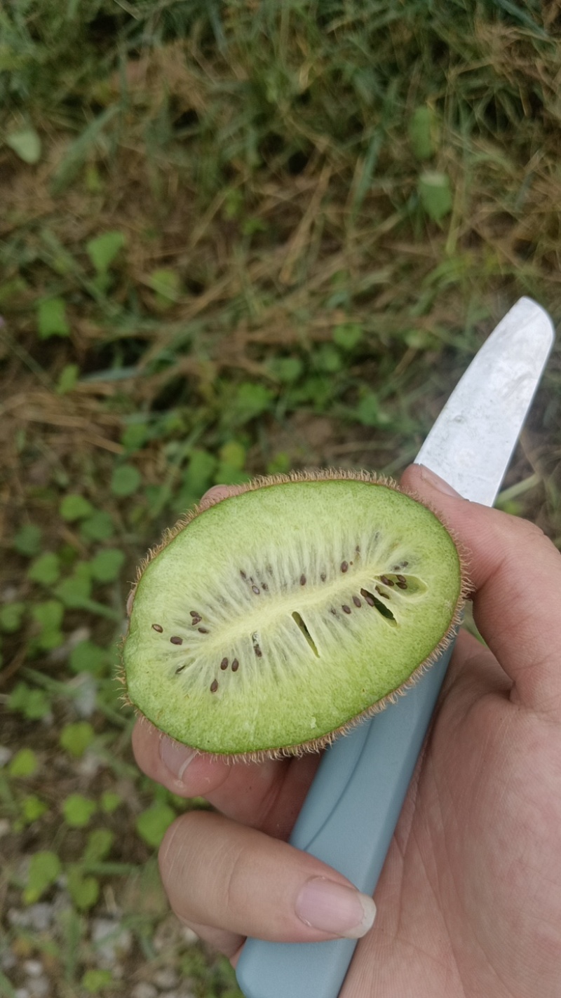 湖南湘西精品米良一号高山猕猴桃，绿色，富晒水果