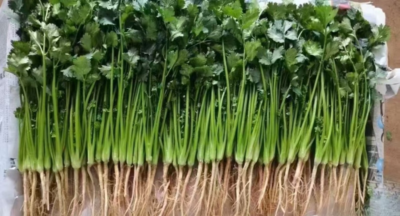 河北邯郸小白菜产地直发一手货源，