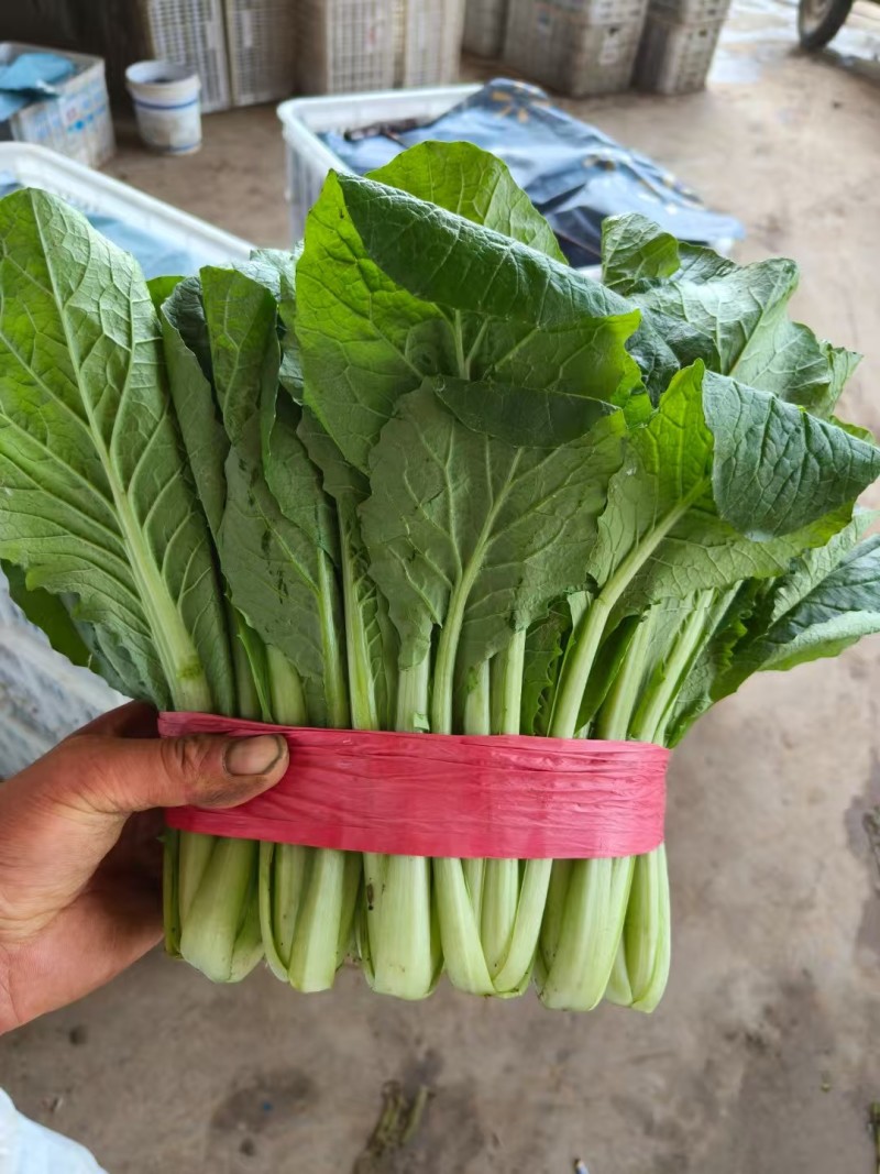 河北邯郸小白菜产地直发一手货源，