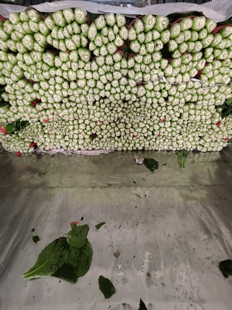 河北邯郸小白菜产地直发一手货源，
