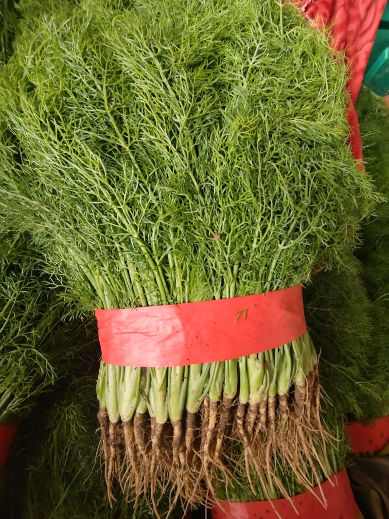 河北邯郸小白菜产地直发一手货源，