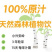 天然小兴安岭桦树汁大量供应货源充足，支持零售