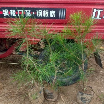 白皮松50公分起步油松华山松刺槐各种规格红豆杉