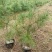 白皮松50公分起步油松华山松刺槐各种规格红豆杉