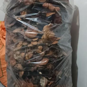 中药材/中药菌藻类/鹿角灵芝