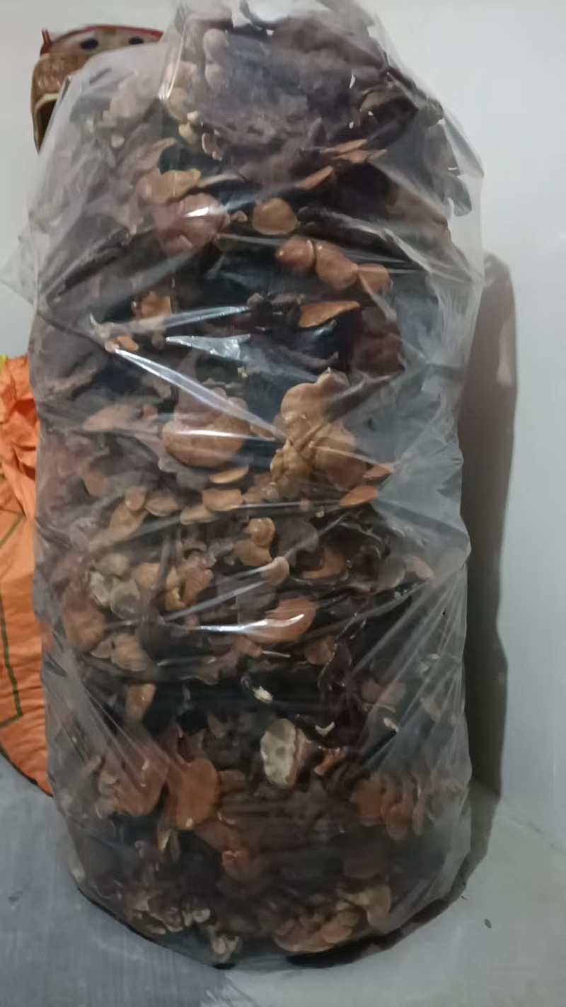中药材/中药菌藻类/鹿角灵芝