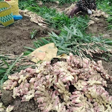 黔南惠水红牙二黄姜2025年鲜姜生姜品相好价格实惠口感好