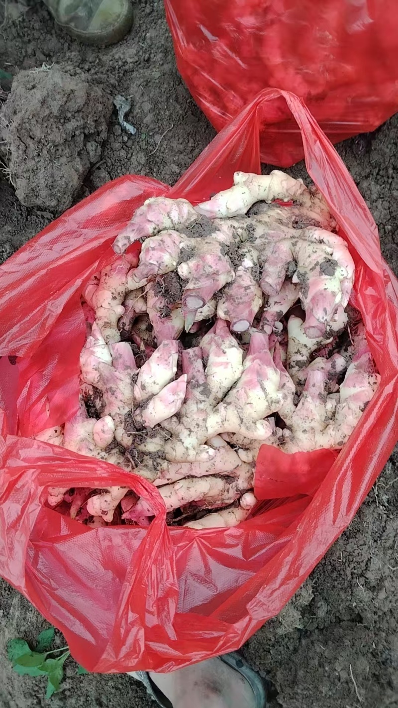 黔南惠水红牙二黄姜2025年鲜姜生姜品相好价格实惠口感好