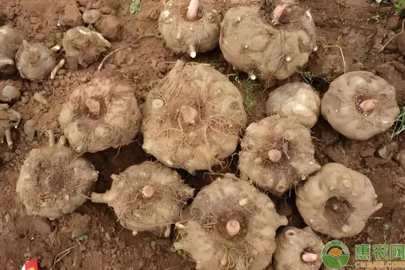 魔芋自家种植魔芋需要的联系我