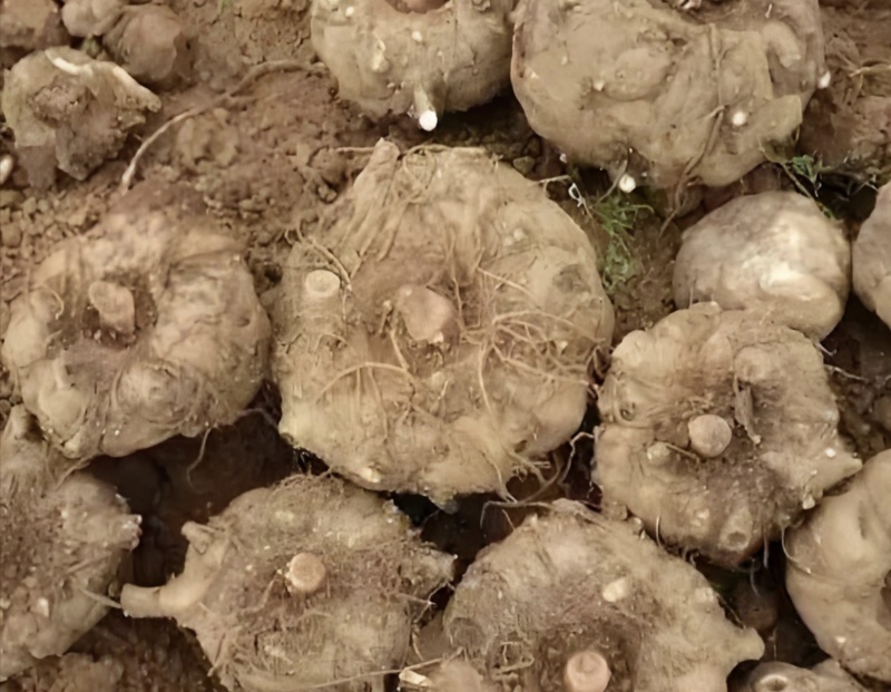 魔芋自家种植魔芋需要的联系我