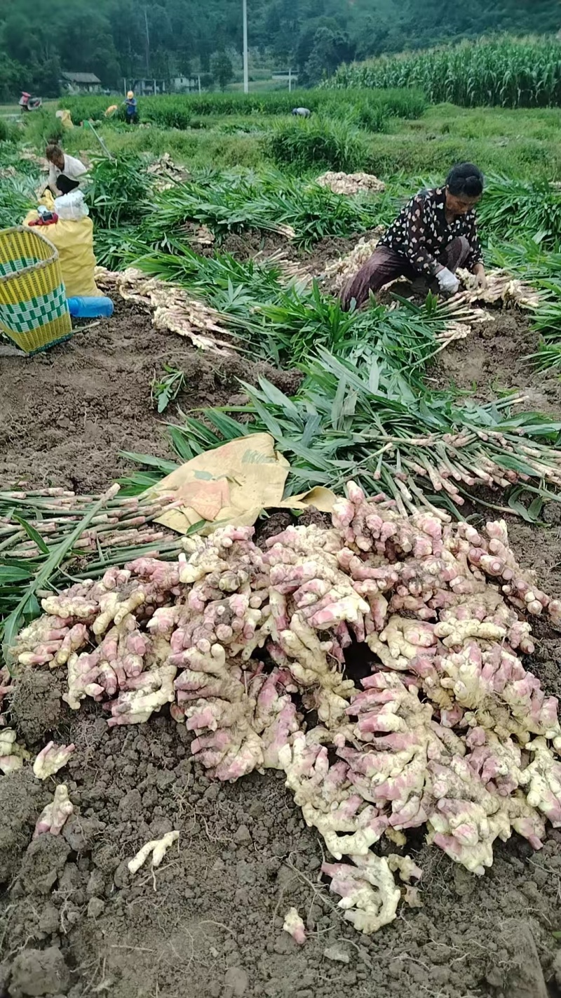 黔南惠水红牙二黄姜2025年鲜姜生姜品相好价格实惠口感好