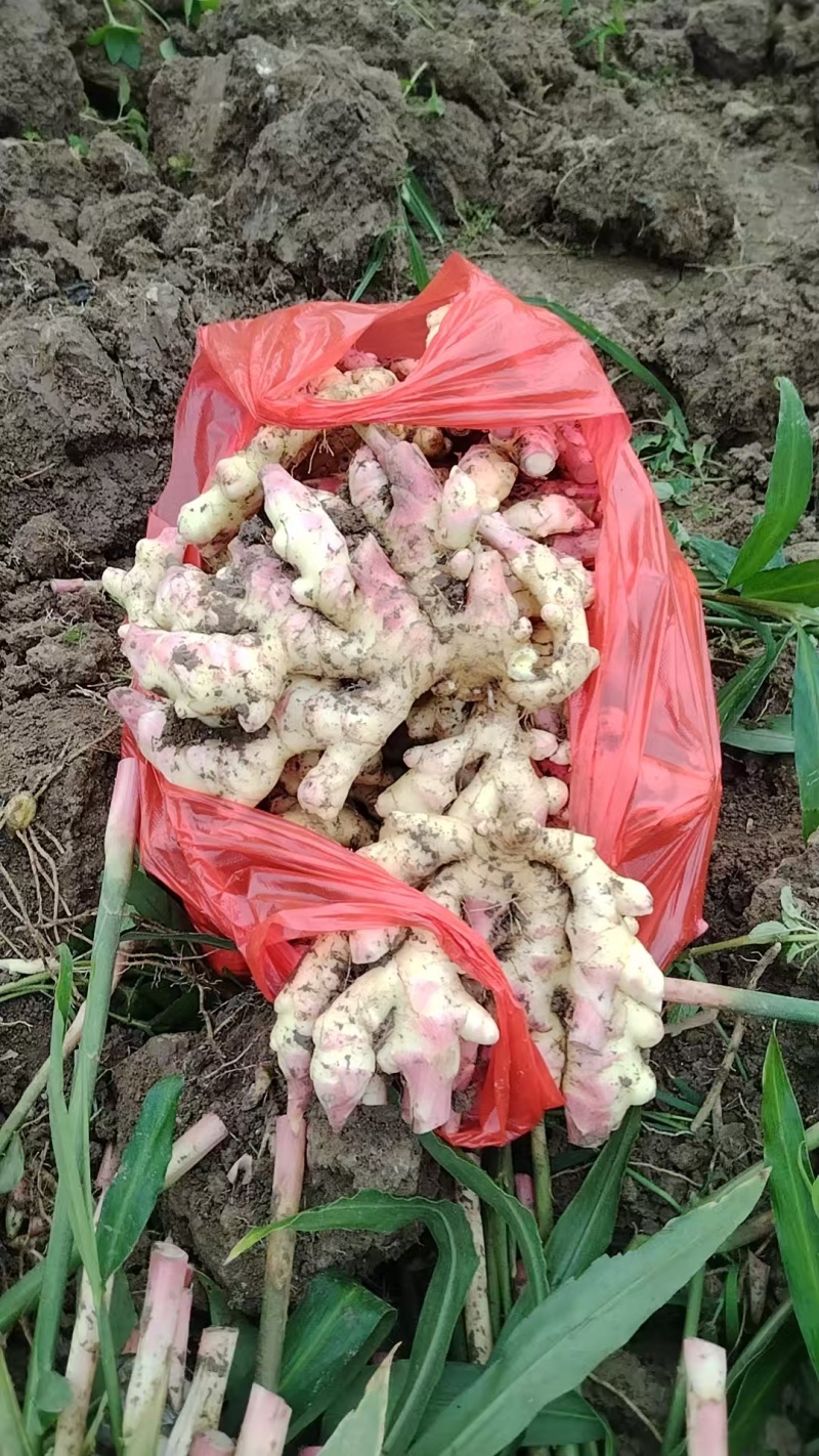 黔南惠水红牙二黄姜2025年鲜姜生姜品相好价格实惠口感好