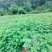 白皮松50公分起步油松华山松刺槐各种规格红豆杉
