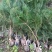 白皮松50公分起步油松华山松刺槐各种规格红豆杉