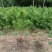 白皮松50公分起步油松华山松刺槐各种规格红豆杉