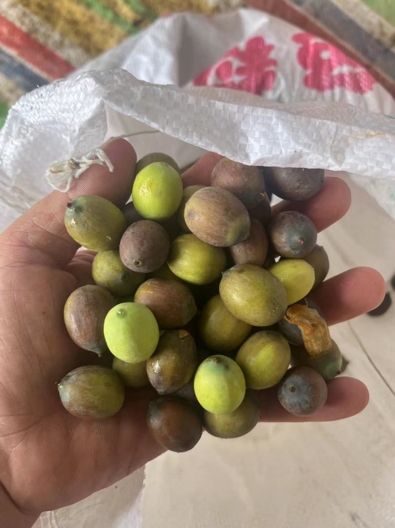 新鲜草莲花莲红莲老莲子煲汤炒菜摆摊