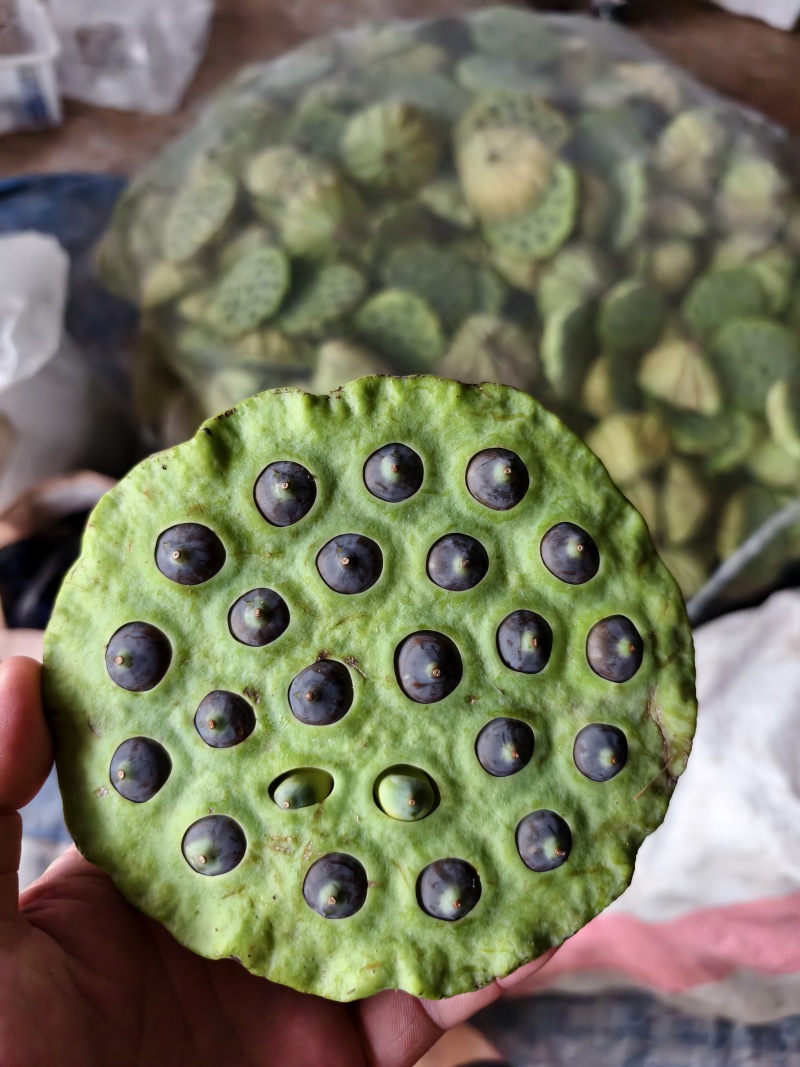 新鲜草莲花莲红莲老莲子煲汤炒菜摆摊