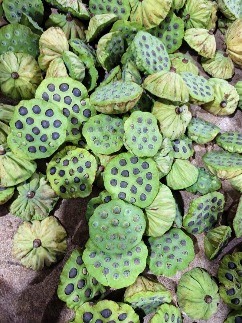 新鲜草莲花莲红莲老莲子煲汤炒菜摆摊