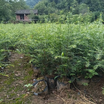 红豆杉