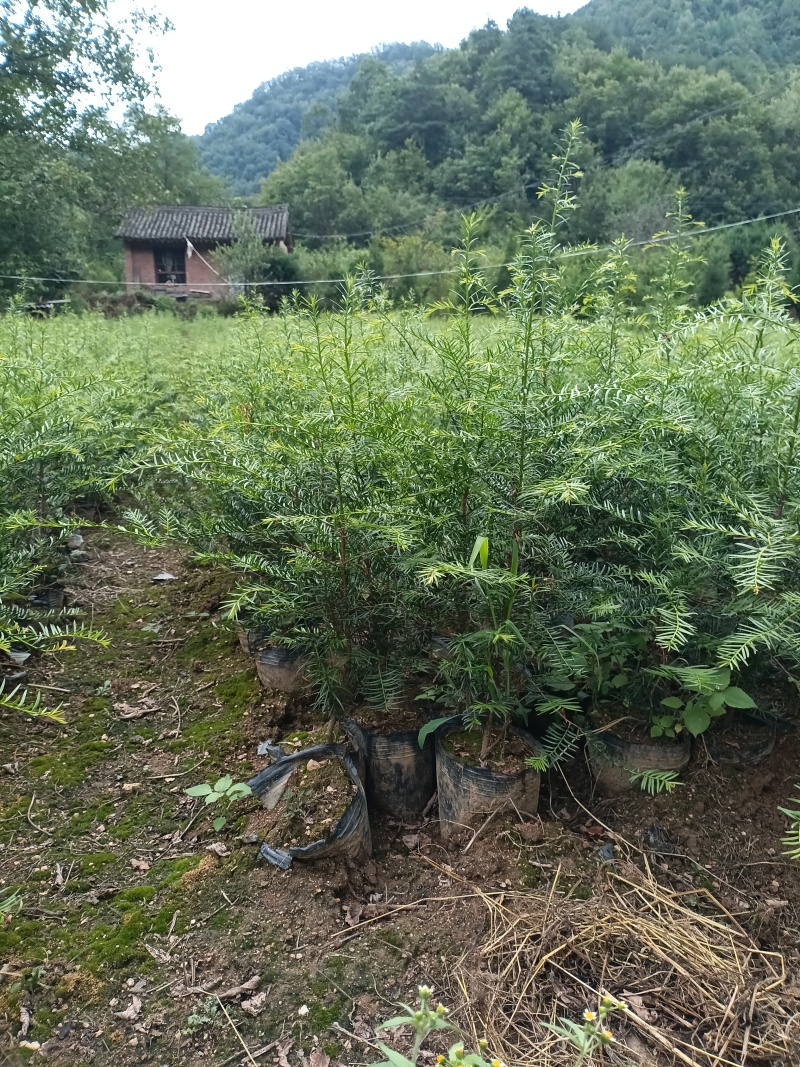 红豆杉