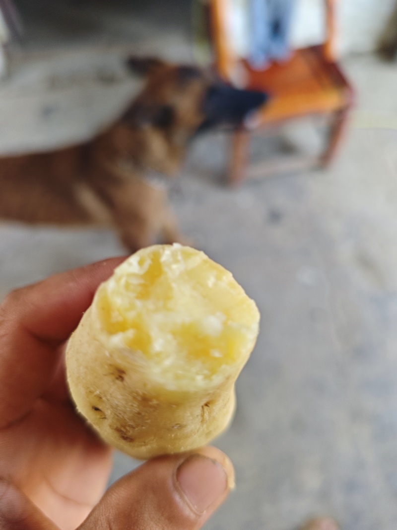 人参小白薯，大量有货，