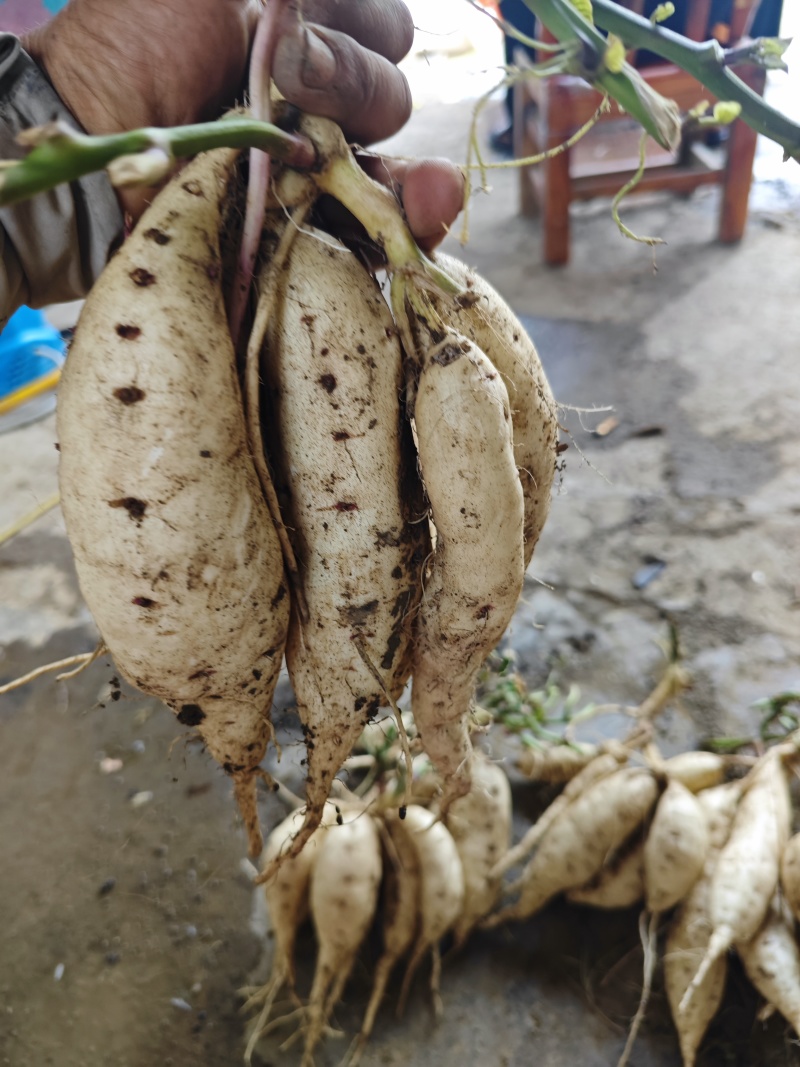人参小白薯，大量有货，