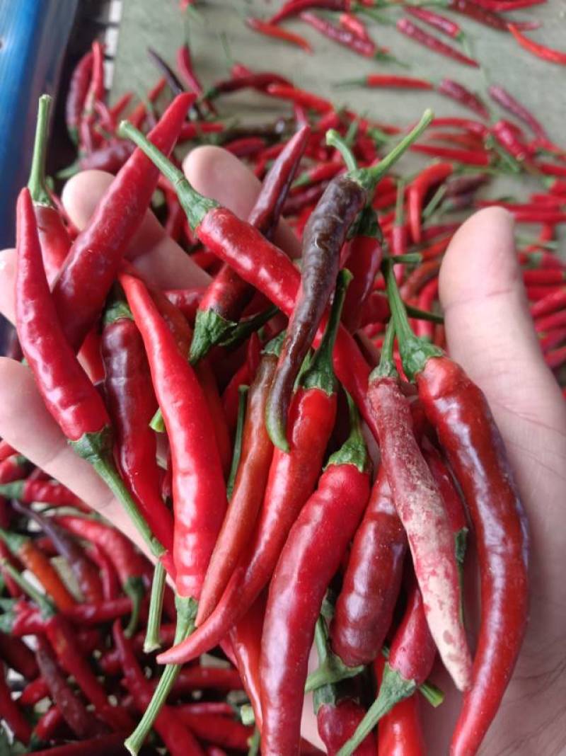 小米辣，鲜椒。欢迎老板采购收货