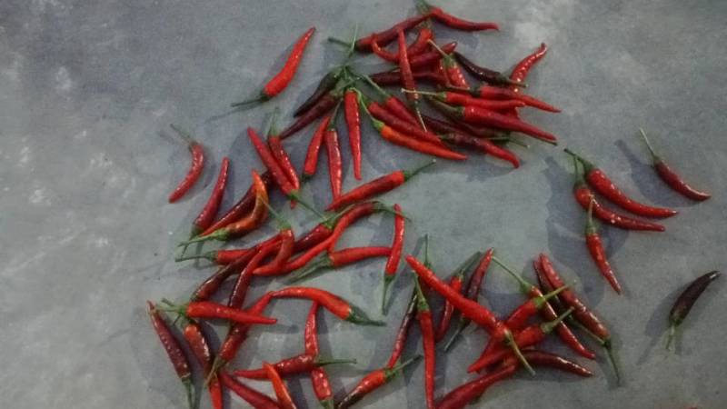 小米辣，鲜椒。欢迎老板采购收货
