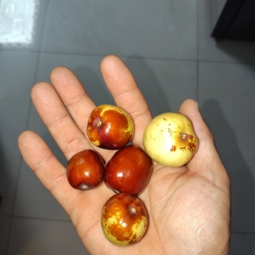 新鲜红枣