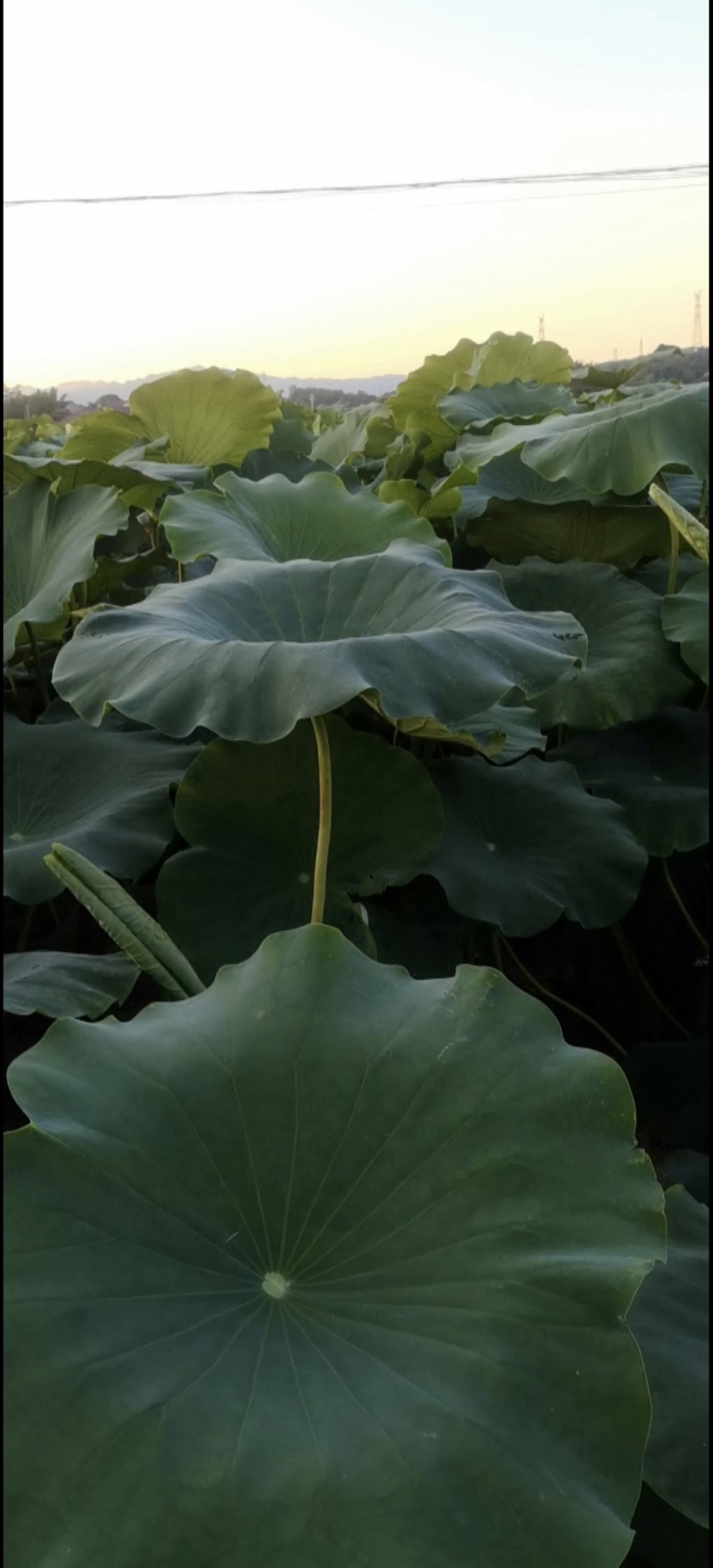 农户自产大量莲藕出售(非诚勿扰，诚信出售)