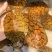 家养小乌龟活体好养活特大迷你招财情侣龟宠物龟活物巴西龟观赏龟