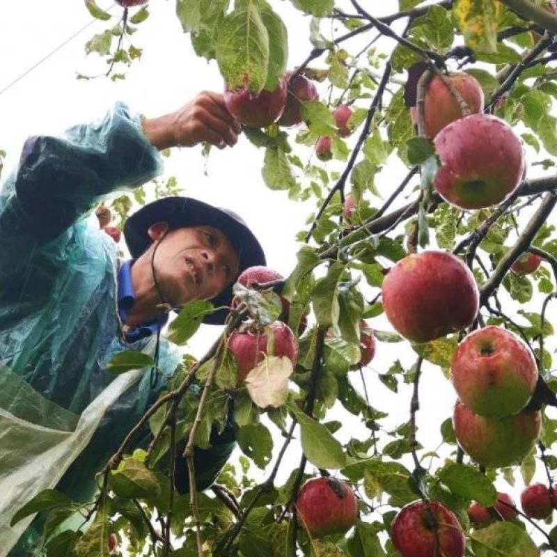 2025昭通早熟红露苹果甜脆多汁